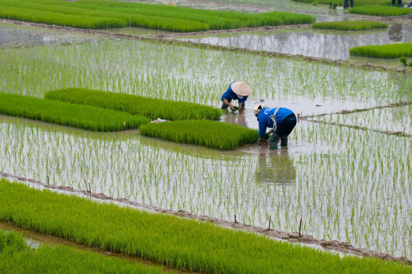 Farmers transplant rice in a field in Vietnam. Photo: Jimmy Tran/Shutterstock
