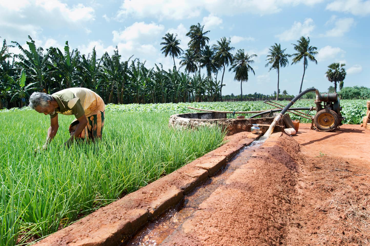 Working in a farm irrigated by sprinklers in Jaffna, Sri Lanka. Photo: Hamish John Appleby / IWMI.
