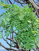 Learning to live with the devil tree