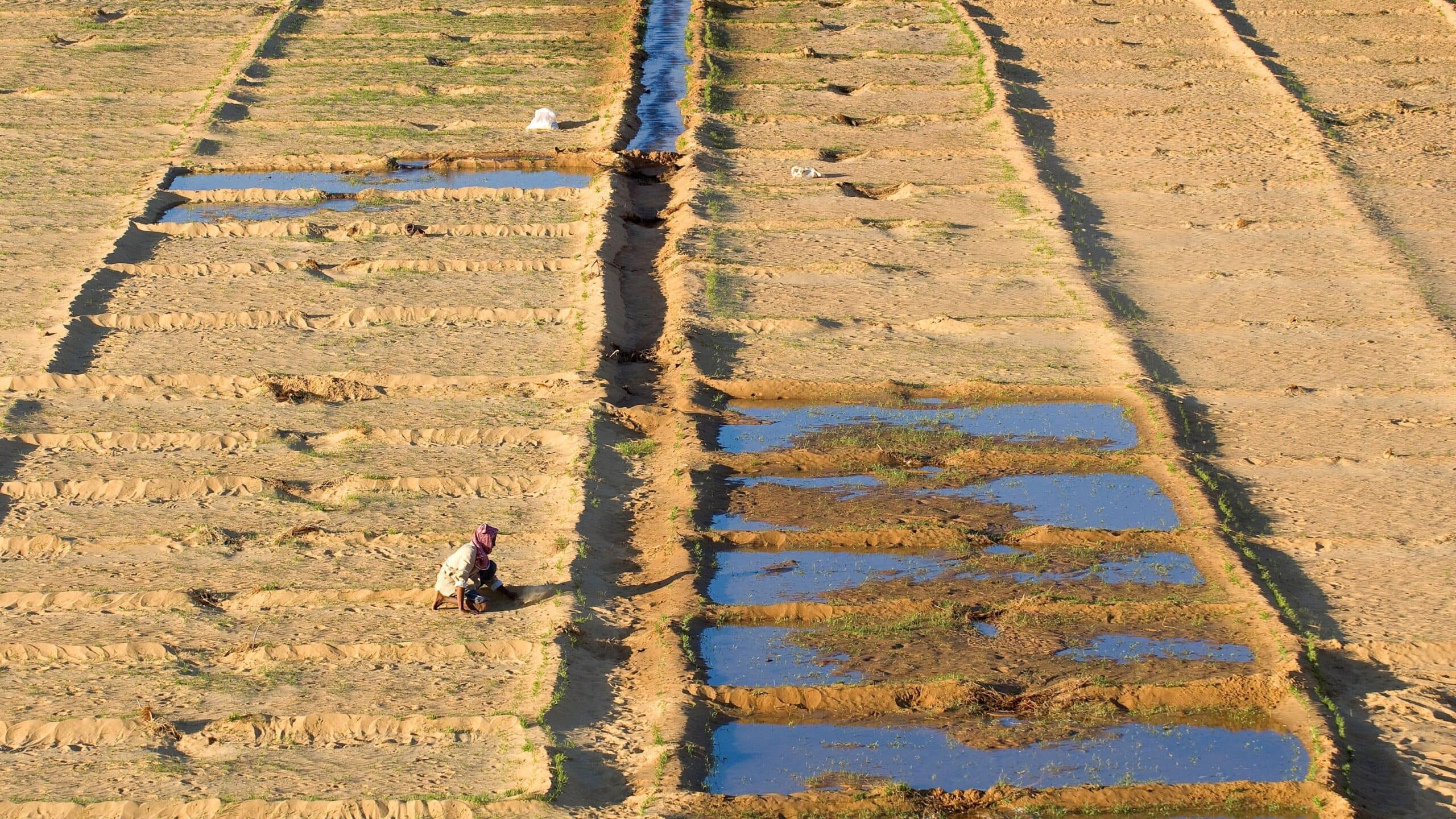 Farmer cultivating a field in Dakhla Oasis, in Egypt's Western Desert. Photo: Hemis/Alamy Stock Photo