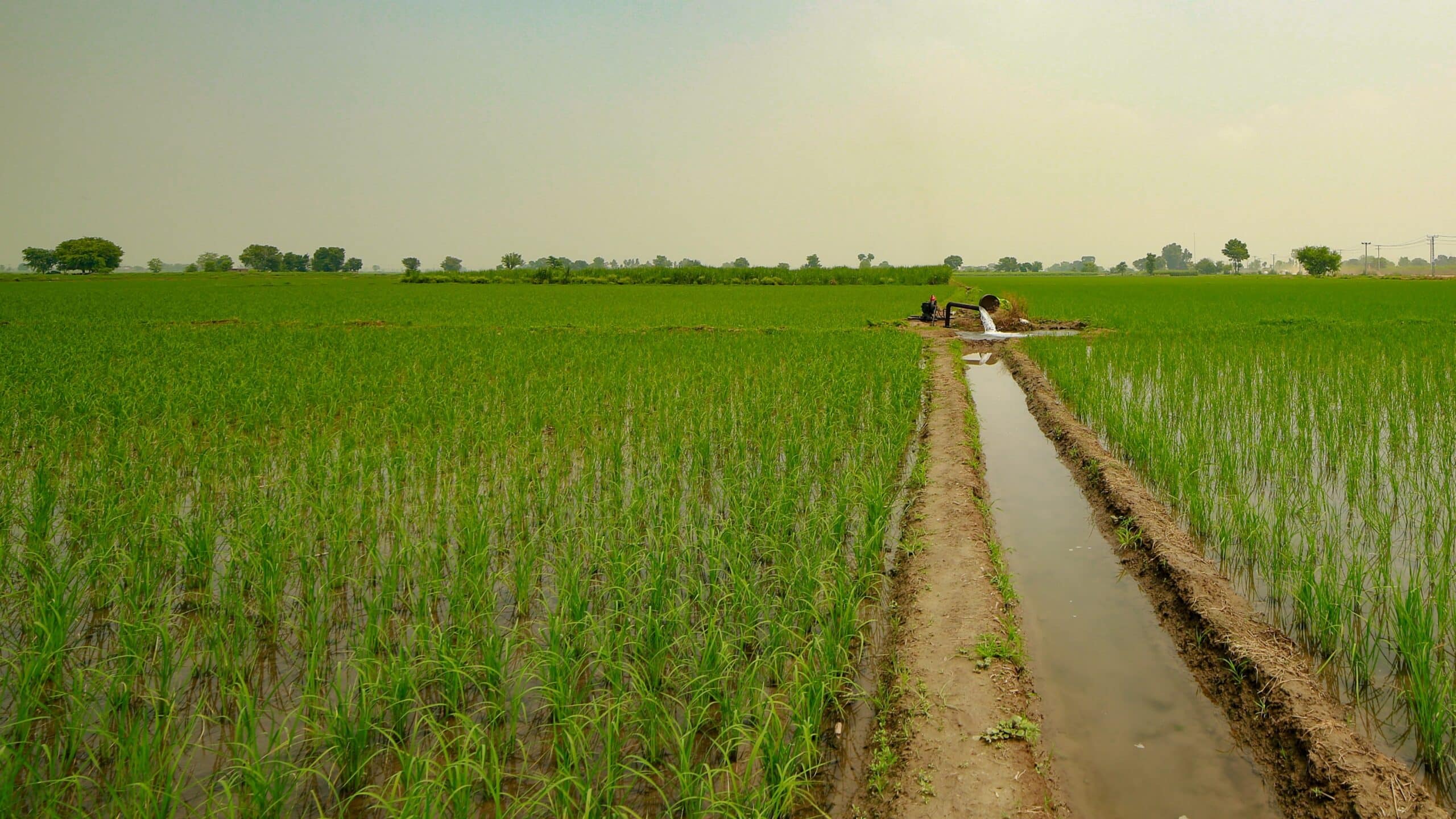 A paddy field in Pakistan. Photo: Sagheer Bhatti/IWMI