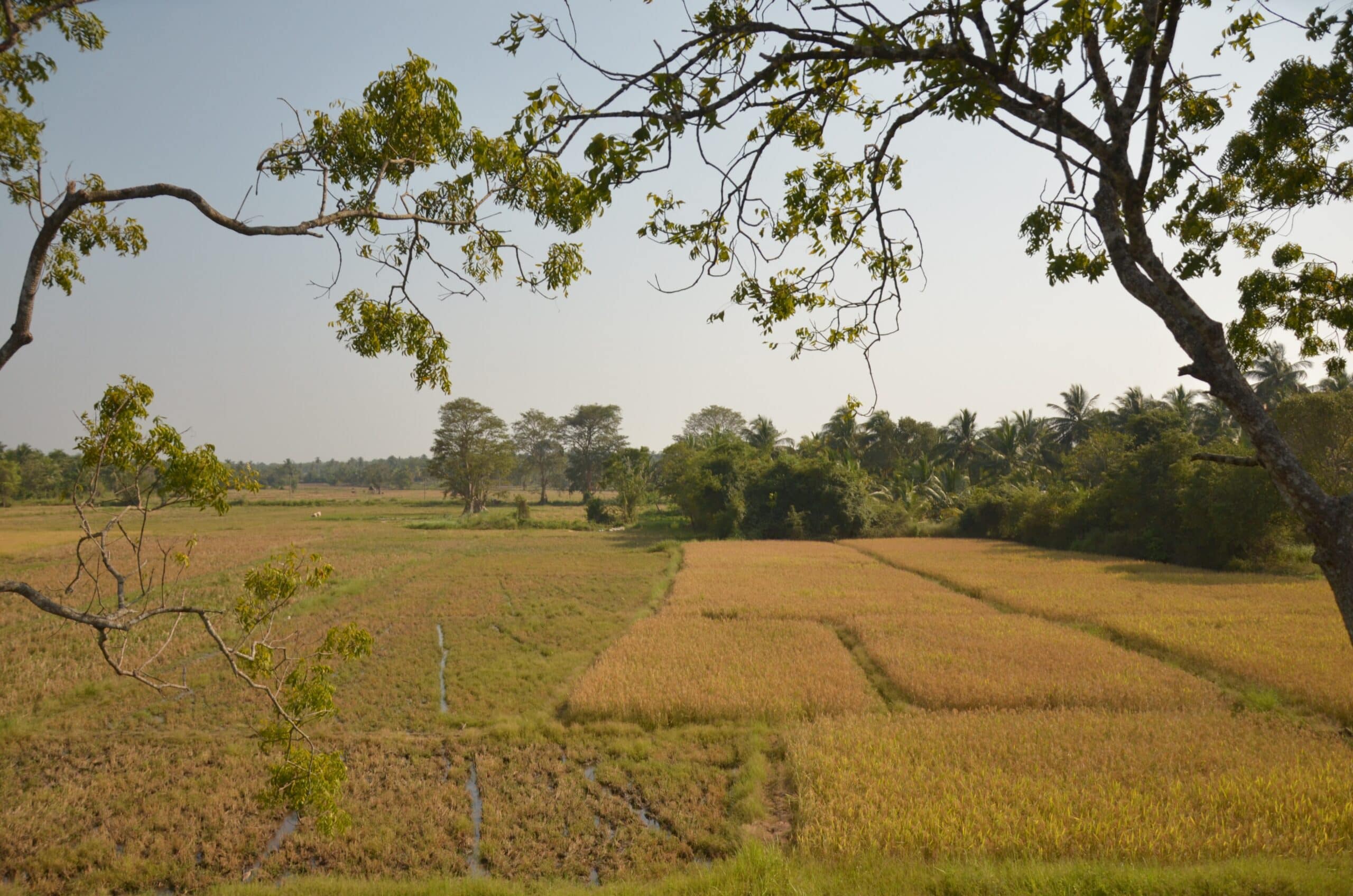 A paddy field that is half harvested and half waiting to be harvested in Kurunegala, Sri Lanka, on March 6, 2026. Photo: Hasti Sadri/IWMI