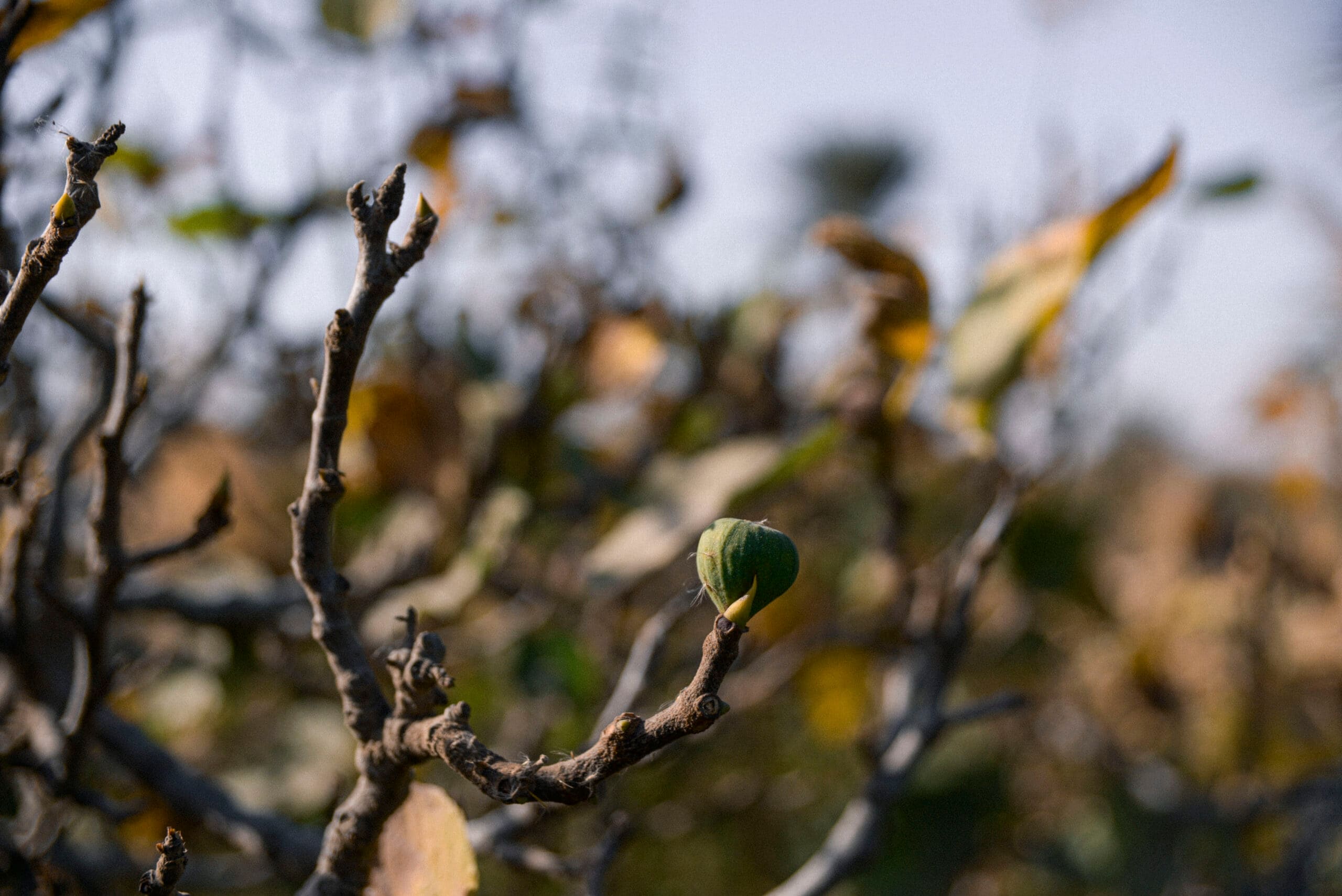 A fig tree on a farm in Fayoum, Egypt. Photo: Samy Fares