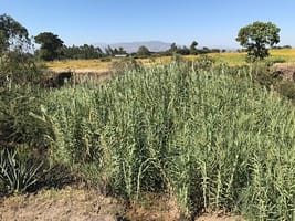 "I shall ‘sew’ the land together before I die."