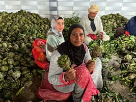 Izbat Al Hamra, Photo: IWMI