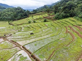 Fields prepared for rice farming in the Knuckles Mountain Range, Ududumbara, Kandy, Sri Lanka. Photo: Pradeep Liyanage/IWMI