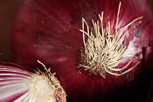 Photo: Purple Onion by Tom Woodward