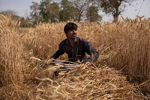 Asia Nikkei: India downplays wheat export worries as heat waves threaten yields