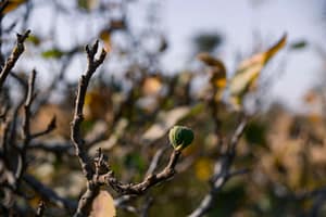 A fig tree on a farm in Fayoum, Egypt. Photo: Samy Fares