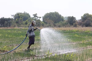 A farmer irrigates his crops in Myanmar. Photo: Matthew McCartney/IWMI