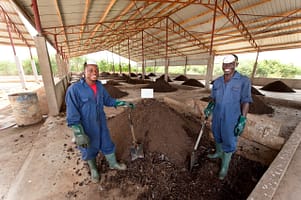 Workers from the Fortifer plant in Borteyman community in Accra, Ghana, turn compost heaps regularly to ensure good aeration, temperature control, moisture distribution and nutrient retention. Photo: Harmish Applebly/IWMI