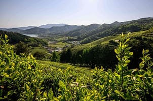 Nature World News: Water Shortage Is Expected To Increase in More Than 80% Of Farmland Throughout the World This Century