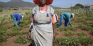 How groundwater can help us build a more water-secure world Woman working in a farm in the Limpopo province of South Africa. Photo: Graeme Williams / IWMI