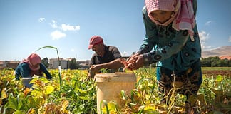 Key takeaways from IWMI’s participation at the first-ever MENA Climate Week Harvesting beans in Lebanon. Photo: Jano Hatem / IWMI
