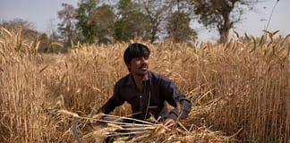 Asia Nikkei: India downplays wheat export worries as heat waves threaten yields