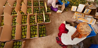 April 2022 Research Journal Roundup Packing mangoes. Photo: Hamish John Appleby