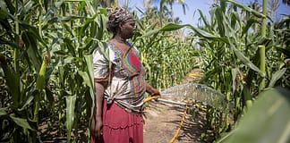 Exploring agricultural water challenges and opportunities in West Africa as climate change signals a new normal Urban agriculture in Ghana . Photo: Nana Kofi Acquah / IWMI
