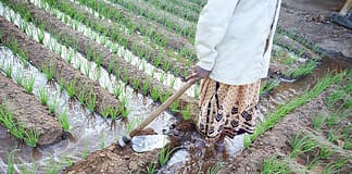 Arsenic risk to humans: How crops, trade, and groundwater contribute Woman irrigating a rice field