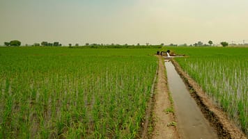 A paddy field in Pakistan. Photo: Sagheer Bhatti/IWMI