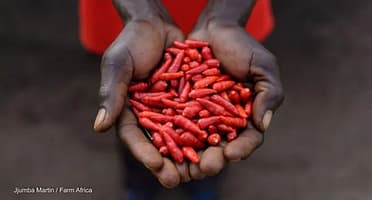 Devex: Agriculture in the time of COVID-19