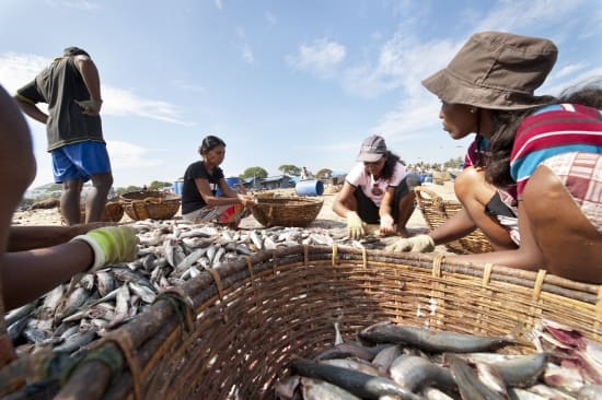 Women inspecting the catch Photo: Hamish John Appleby/IWMI