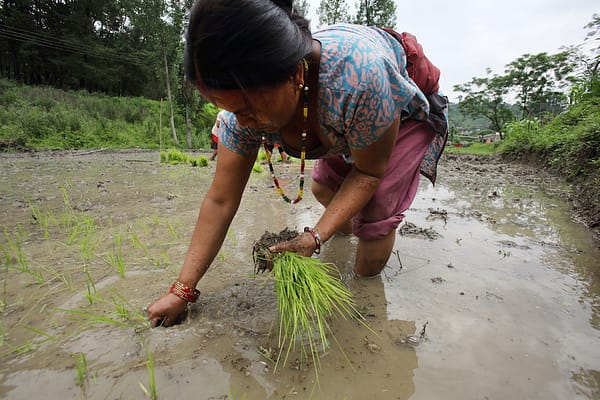 Nepali women plant rice paddy seedlings. Male out-migration is changing women’s roles in agriculture, and one quarter of all households in Nepal are female-headed. Women are left to deal with increased workload and responsibilities, but without equal or direct access to financial, social, and technological resources. Photo: Jim Holmes / IWMI