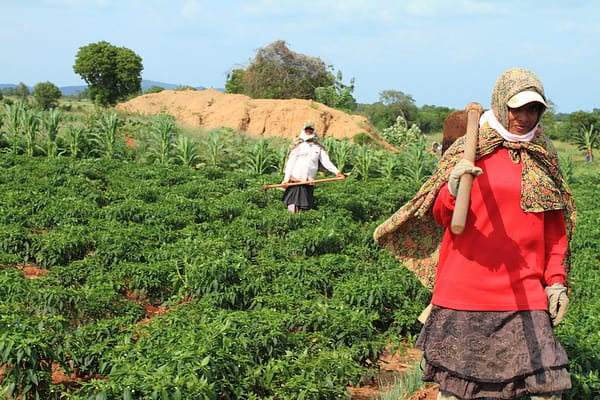 Women on a chili farm in Sri Lanka. Male out-migration has been shifting responsibility on the farm as women take up jobs the men leave behind. Sporadic remittances mean that farming remains an important support for family members. Photo: Sanjiv de Silva / IWMI