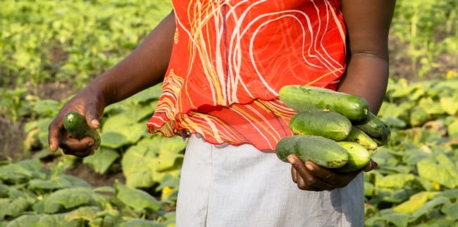 Wastewater irrigation in Ghana. Photo: Nana Kofi Acquah