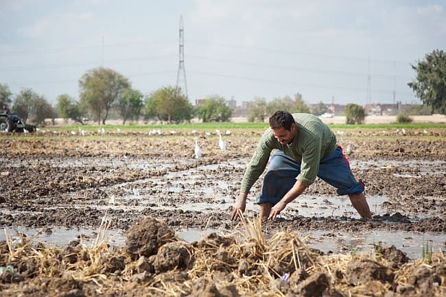 Farmer preparing his land for cultivation. Egypt. Hamish John Appleby. IWMI