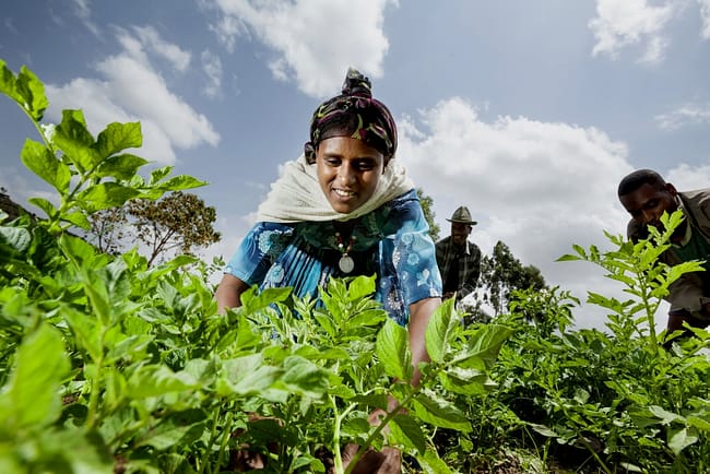 A woman tends to crops. She belongs to a self-sustaining women's cooperative which has helped her and many others build a secure livelihood through funding small scale agricultural projects.