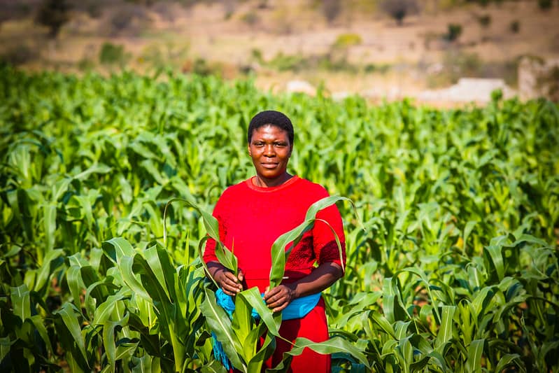 Farmer with her maize crop, Chochocho Irrigation Scheme located in the Inkomati Catchment, South Africa