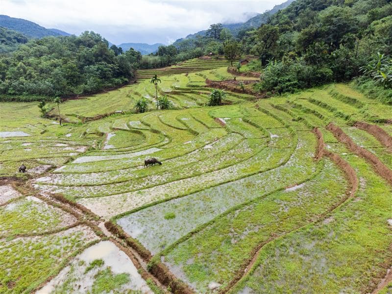 Fields prepared for rice farming in the Knuckles Mountain Range, Ududumbara, Kandy, Sri Lanka. Photo: Pradeep Liyanage/IWMI