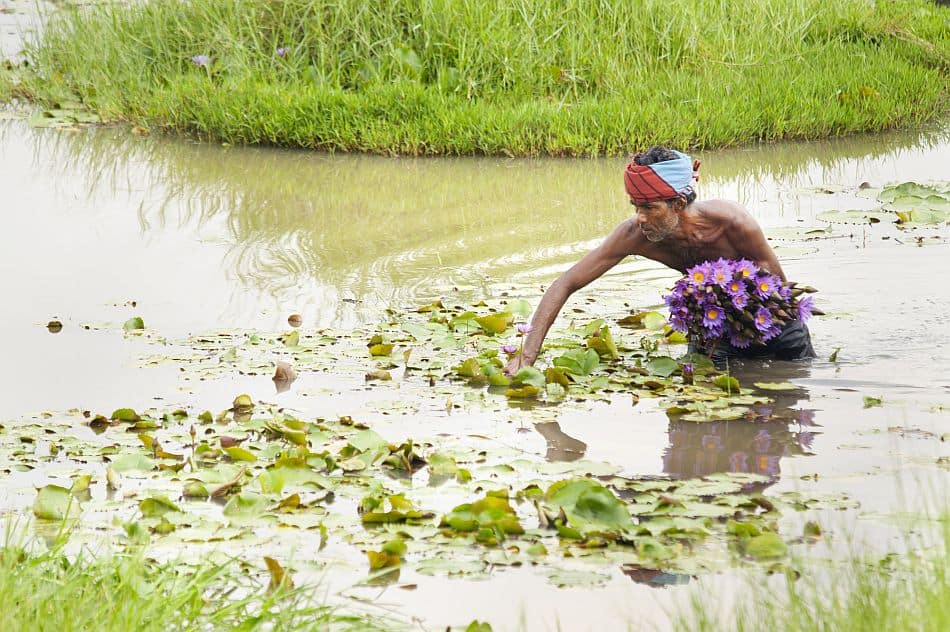Man harvesting lotus flowers. Photo: Hamish John Appleby / IWMI