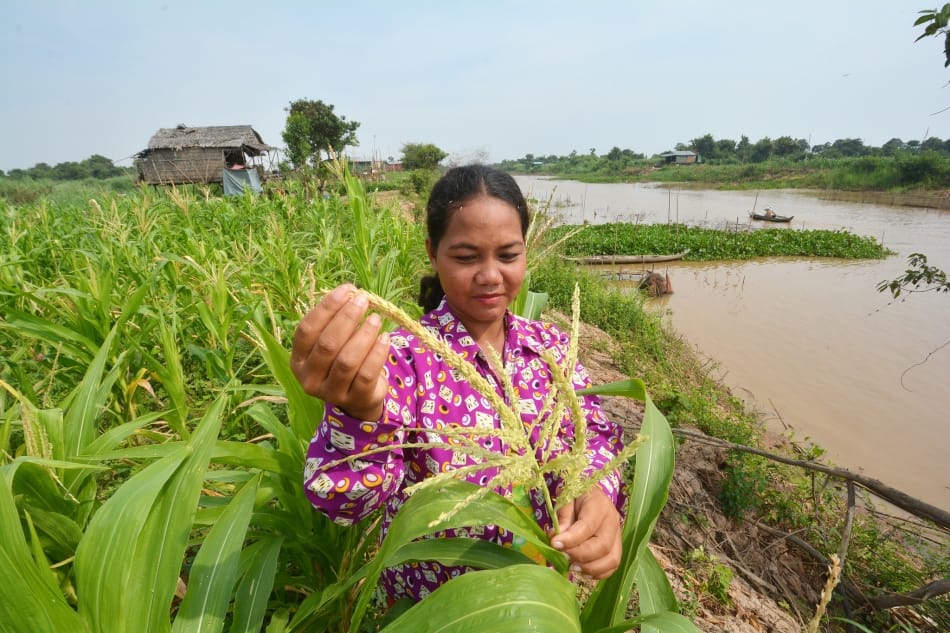 A farmer tends to her maize crop, an example of recession agriculture on the floodplains of the Tonle Sap at Phat Sanday, Cambodia. Photo: Neil Palmer / IWMI