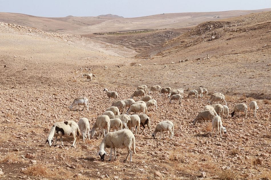 Drought in morocco. Pierre Restoul / IWMI