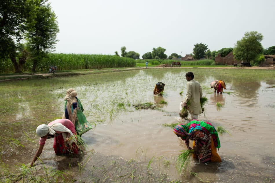 Women agriculture workers. Photo: IWMI
