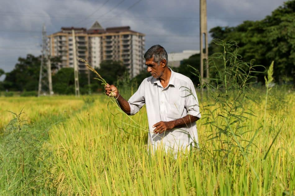 2025 07 29 Constructed wetlands 2