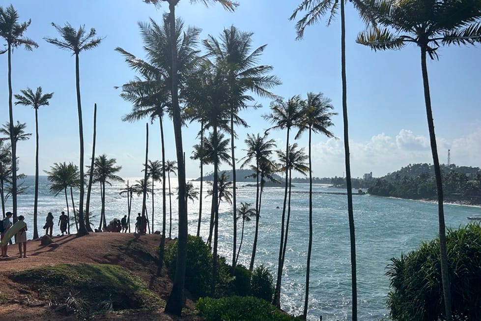 Coconut trees line the coast around Mirissa, Sri Lanka. Photo: Juliane Reissig/IWMI
